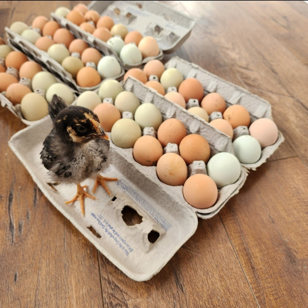Chicken Eggs