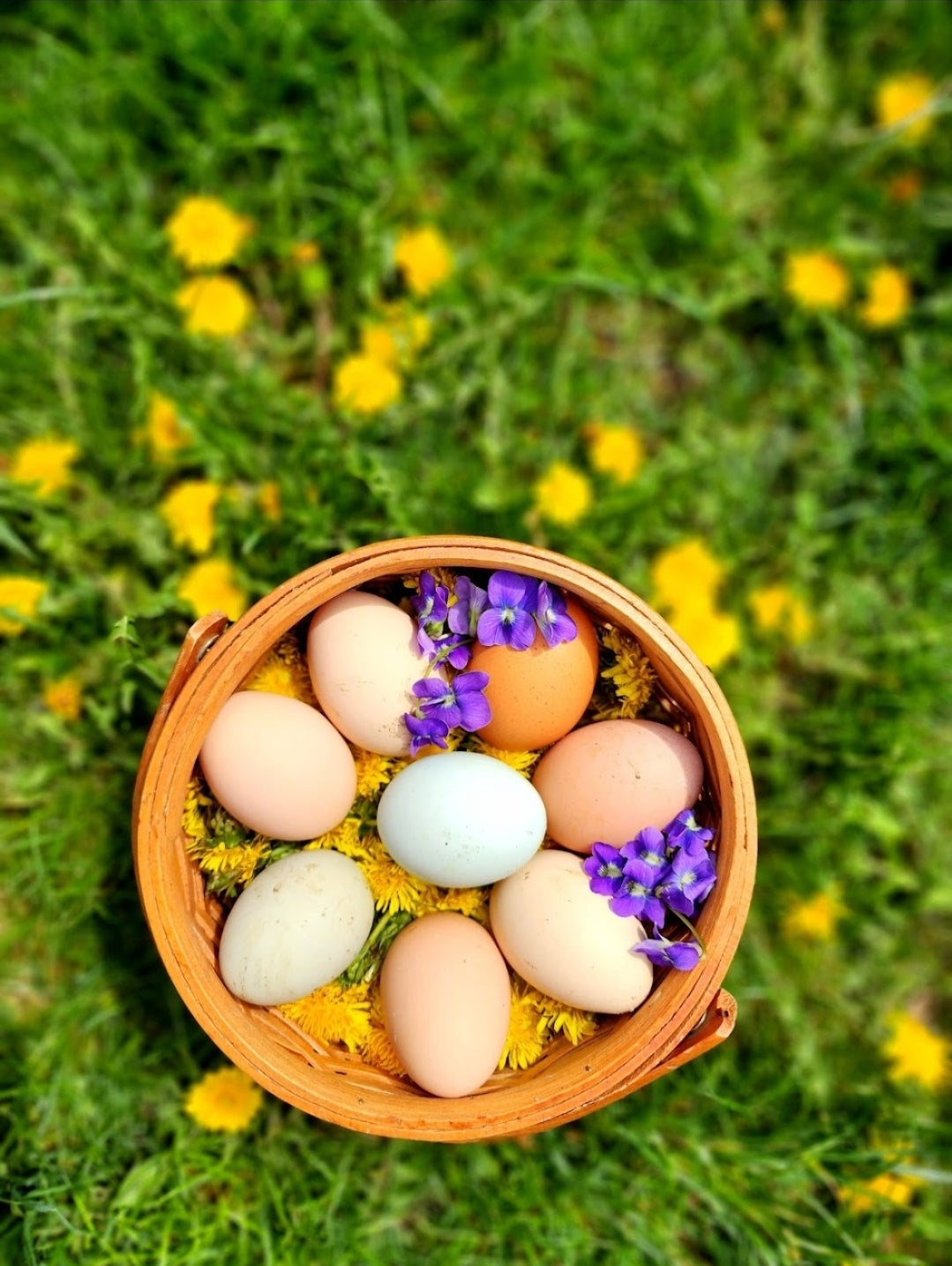 Chicken Eggs