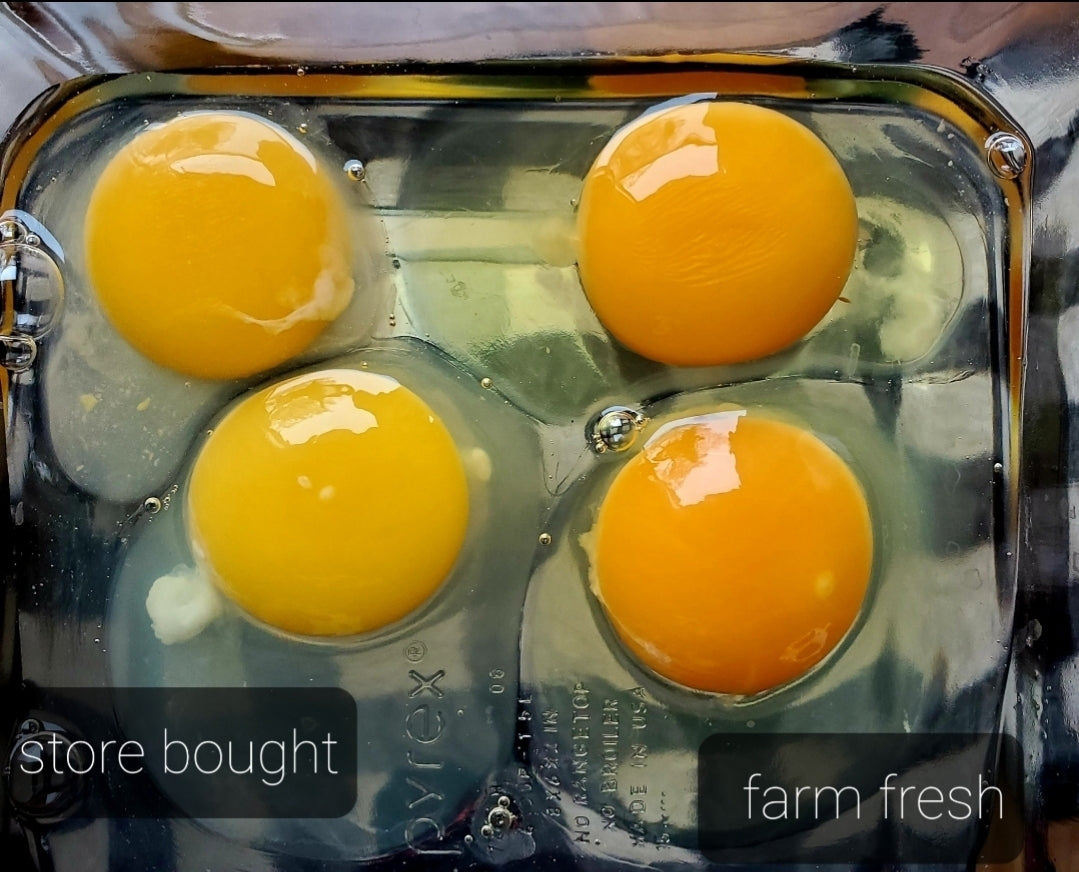 Chicken Eggs