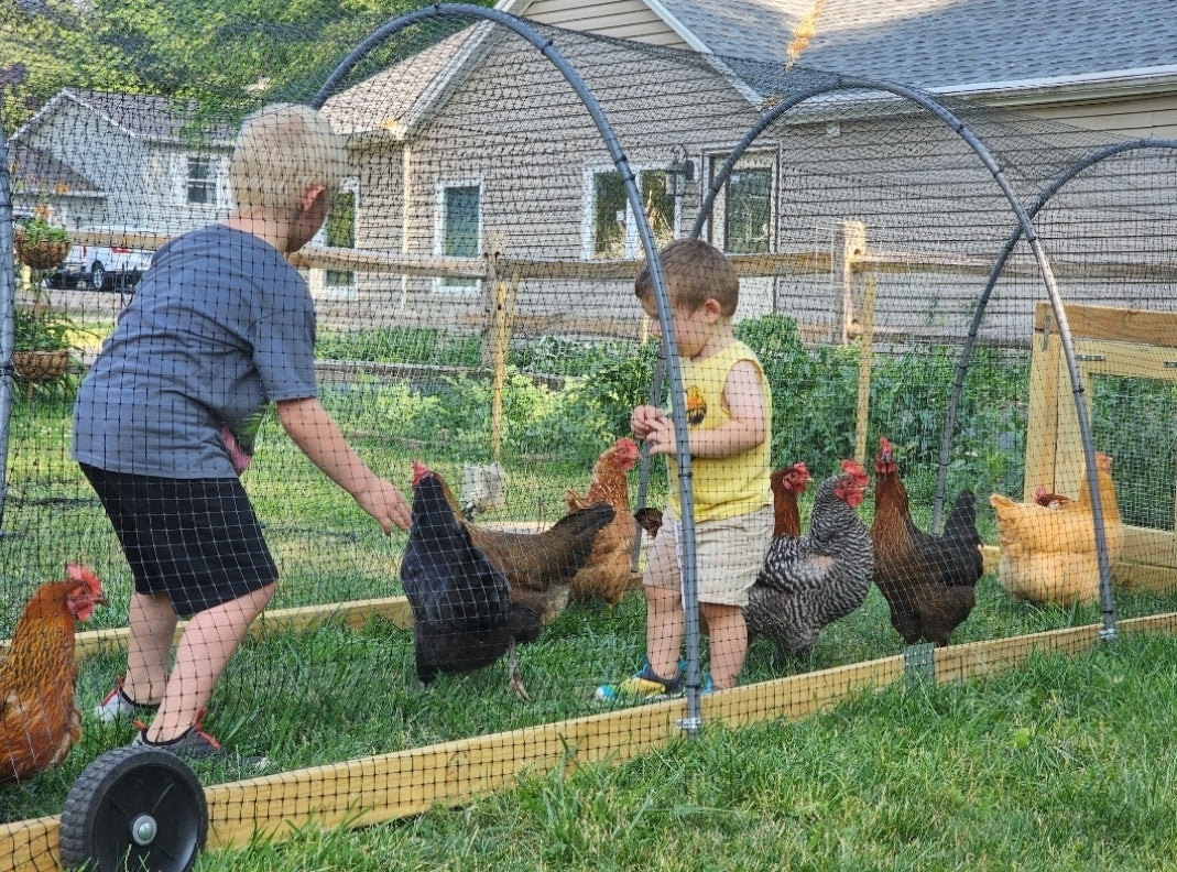Chicken Eggs