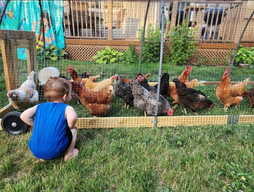 Chicken Eggs