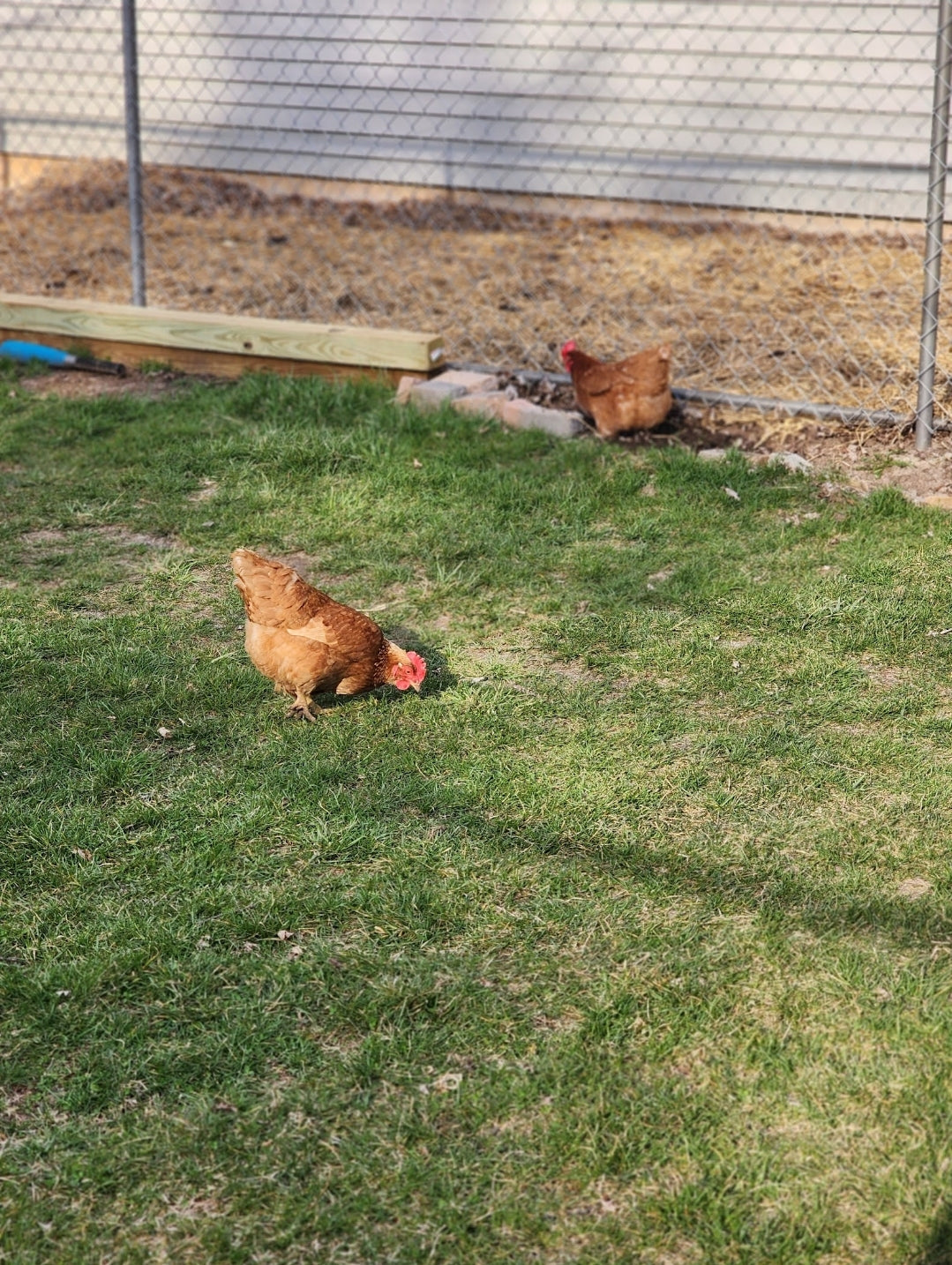 Chicken Eggs