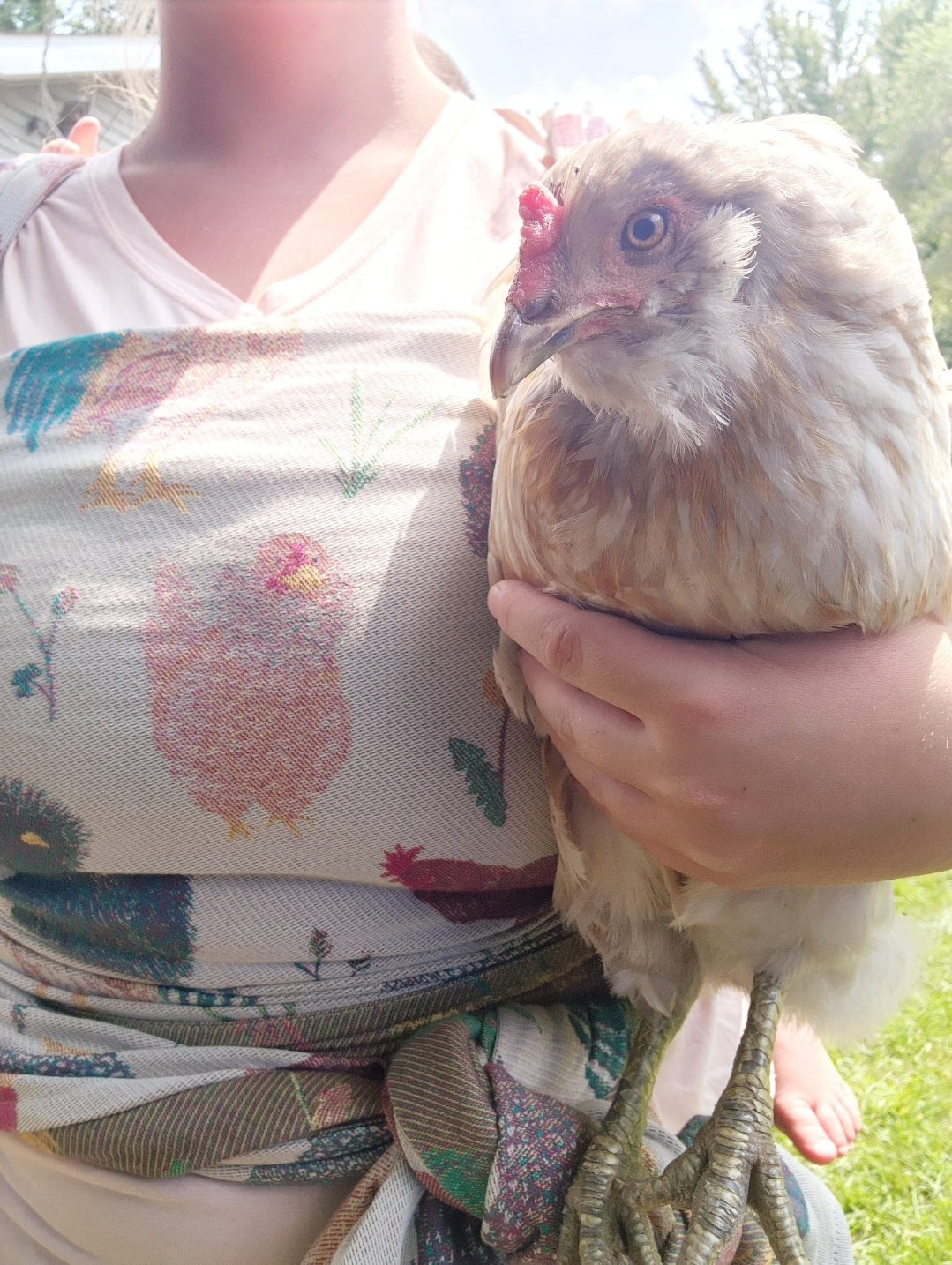 Chicken Eggs